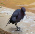Bird with broken wing